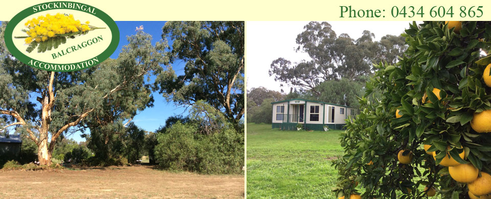 Shady 80 year old yellow box gums - Nestled beside established eucalypts with grapefruit ready to pick